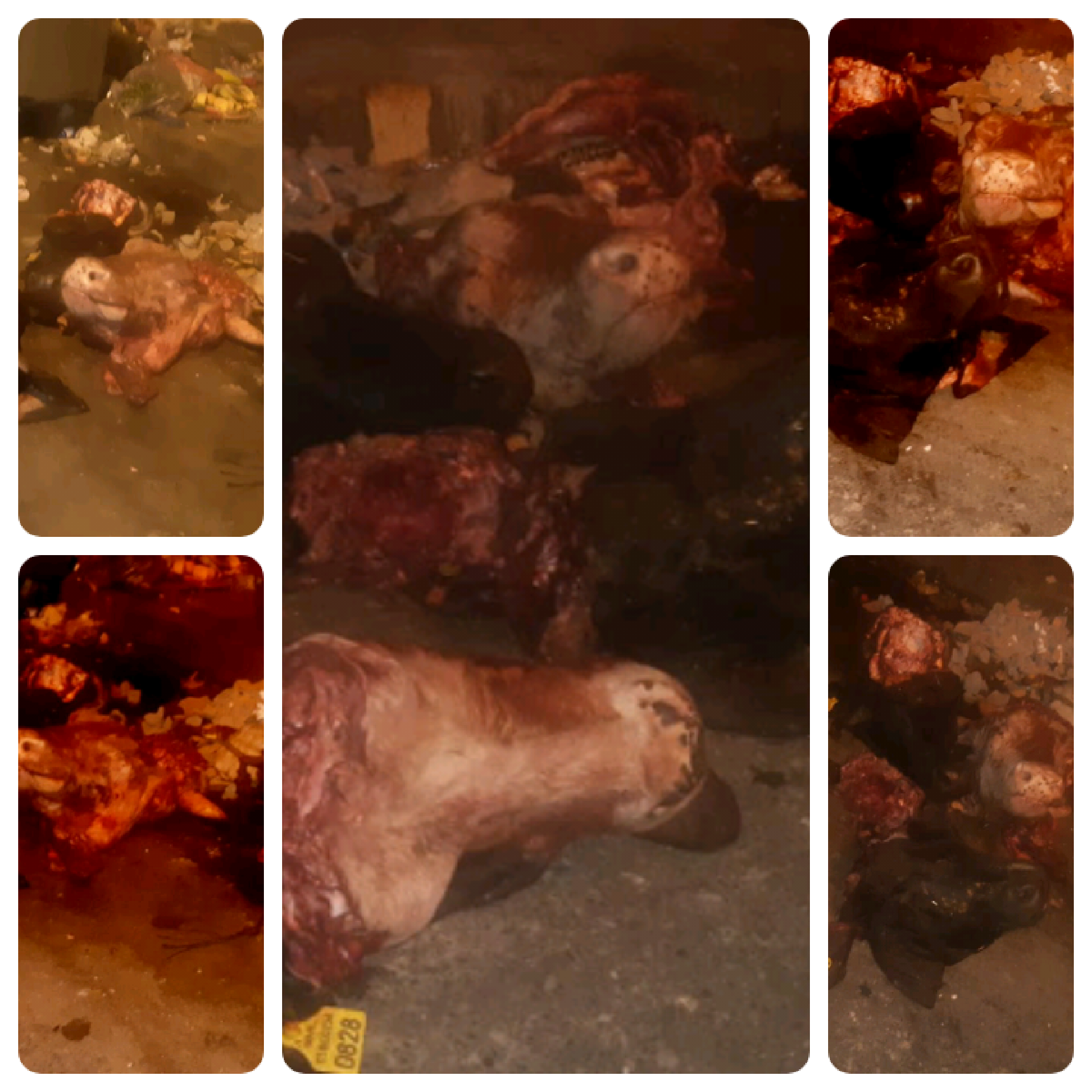 العثور على رؤوس ابقار مرمية بحاوية ازبال بالجديدة