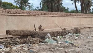 IMG 20211110 WA0263  - التلفزة الإلكترونية بلازواقTV