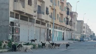 انتشار “الكلاب الضالة” يؤرق ساكنة الدروة