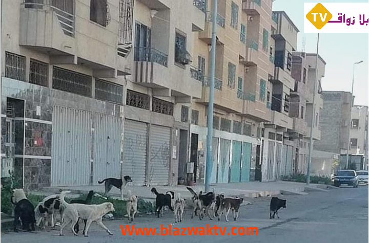 IMG 20211209 135525 - التلفزة الإلكترونية بلازواقTV