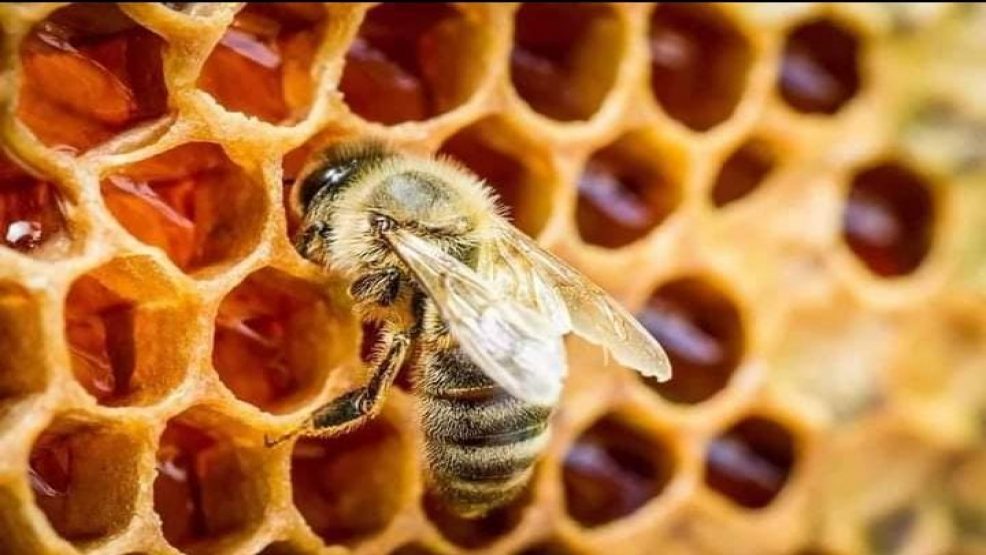 حقائق انقراض النحل وعلاقة ذلك بعلامات الساعة!!
