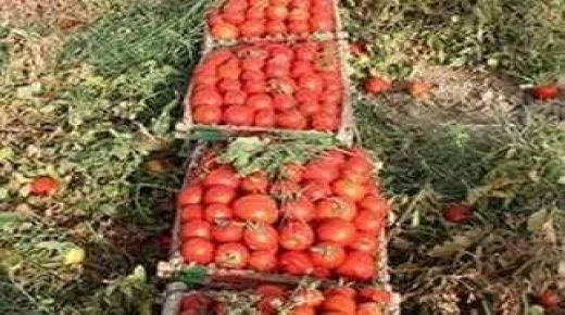 أسعار الطماطم ترتفع مع قرب رمضان ومطالب بمنع التصدير