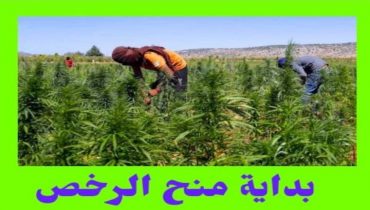 منح 10 رخص لممارسة أنشطة تحويل وتصنيع القنب الهندي بالمغرب