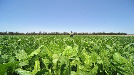 أمطار الخير  بعدد من مناطق دكالة تحيي  الأمل في إنقاذ الموسم الفلاحي