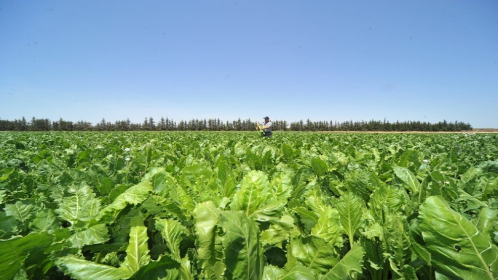 أمطار الخير  بعدد من مناطق دكالة تحيي  الأمل في إنقاذ الموسم الفلاحي