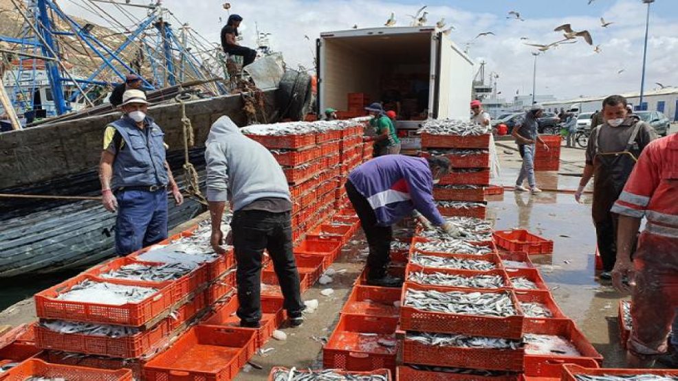 محمد صديقي: قطاع الصيد البحري بالمغرب حقق أداء جيدا بفضل استراتيجية “أليوتيس”