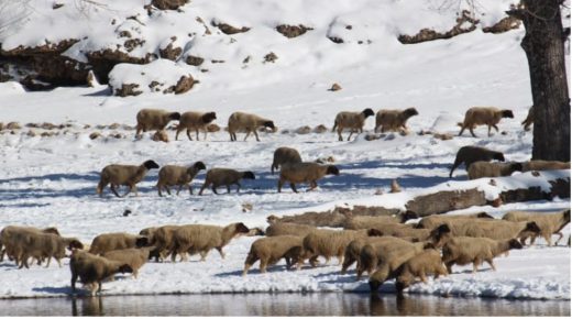 إقليم تنغير…مجهودات متواصلة لفك العزلة عن الرعاة الرحل بعدما حاصرتهم الثلوج