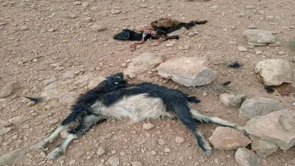 الكلاب الضالة ترتكب مجزرة  جديدة في  بمدخل مدينة كلميمة