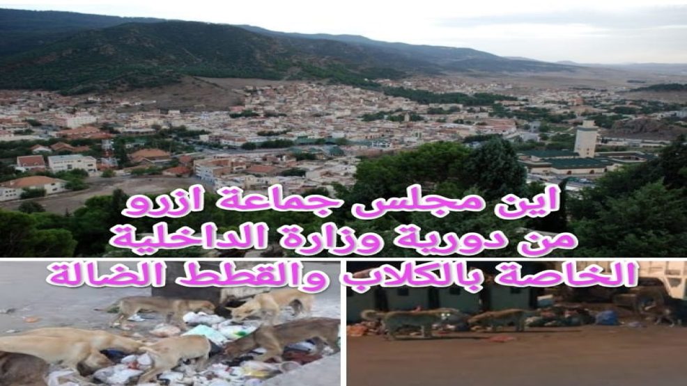 اين مجلس جماعة ازرو من دورية وزارة الداخلية الخاصة بالكلاب والقطط الضالة