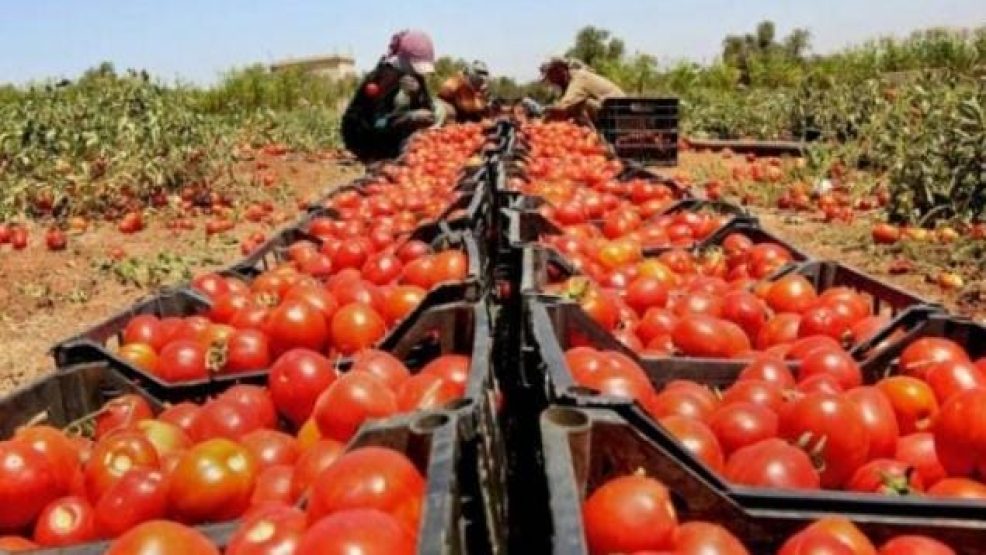 ثمنها أقل من 3 دراهم.. توقع إنتاج 695 ألف طن من الطماطم