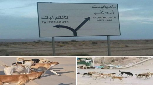 كلاب ضالة  ومسعورة تهدد سكان تلتفراوت