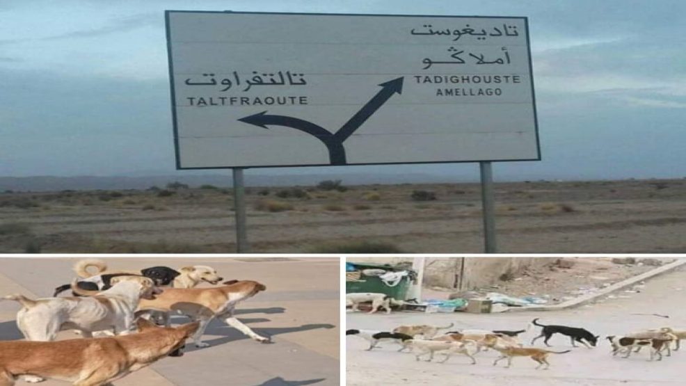 كلاب ضالة  ومسعورة تهدد سكان تلتفراوت