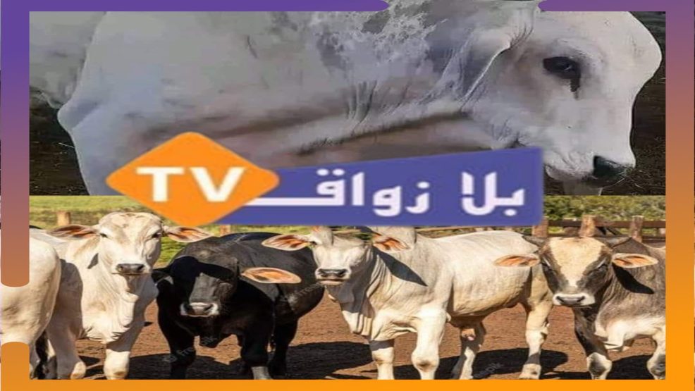 اثمان لحوم الابقار المستوردة من البرازيل لن تتعدى 70 درهما