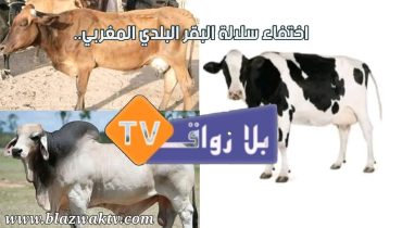 اختفاء سلالة الأبقارالمغربية الأصيلة