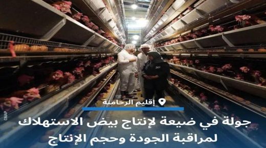 الرحامنة: لجنة إقليمية تراقب ضيعات إنتاج بيض الاستهلاك