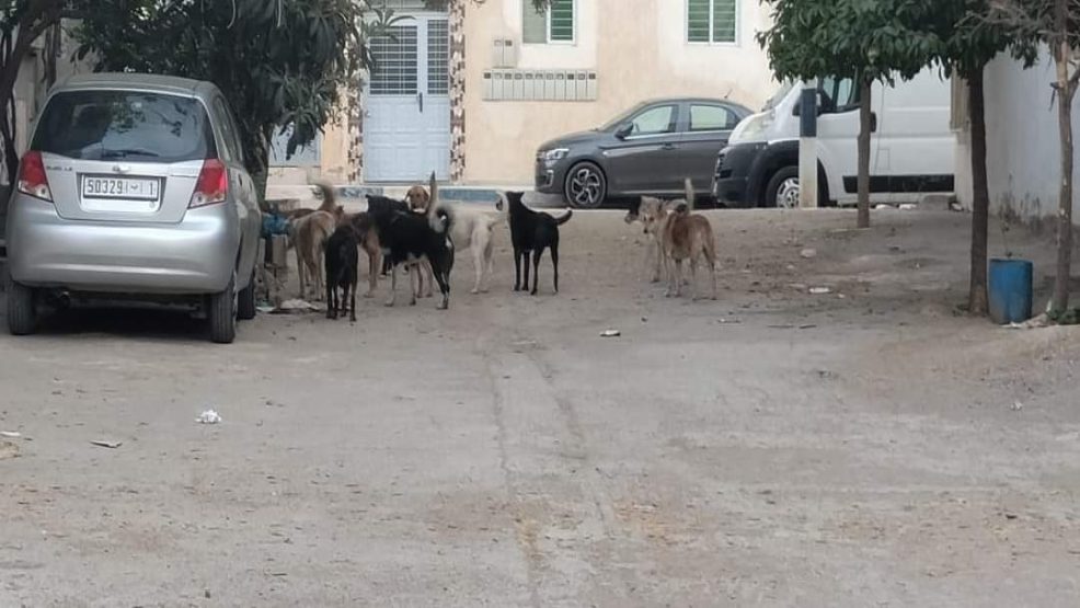 انتشار الكلاب الضالة يهدد حياة المواطنين ويثير استياء الساكنة بحي البسمة المسيرة بمدينة فاس