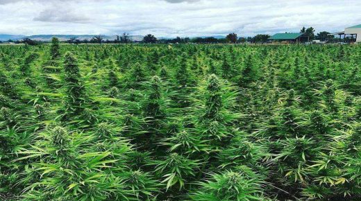 انطلاق أول موسم لزراعة القنب الهندي قانونيا بالمغرب بتسلم البذور‎‎