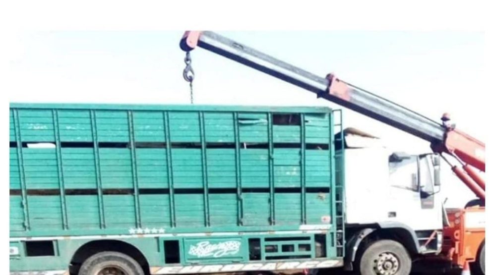 سطات….نفوق عدد من الاكباش على إثر حادثة سير
