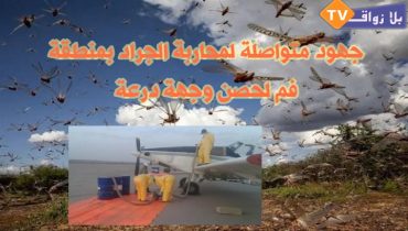 الجراد يجتاح مناطق بإقليم طاطا وجهود متواصلة للسيطرة عليه