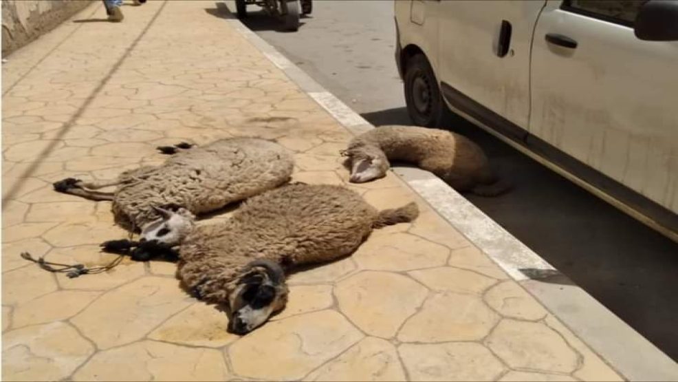 نفوق عدد من الأكباش وسط سوق أسبوعي بوزان