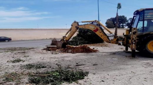 أين وصل التحقيق في اقتلاع أشجار إحدى الساحات بالجديدة ؟