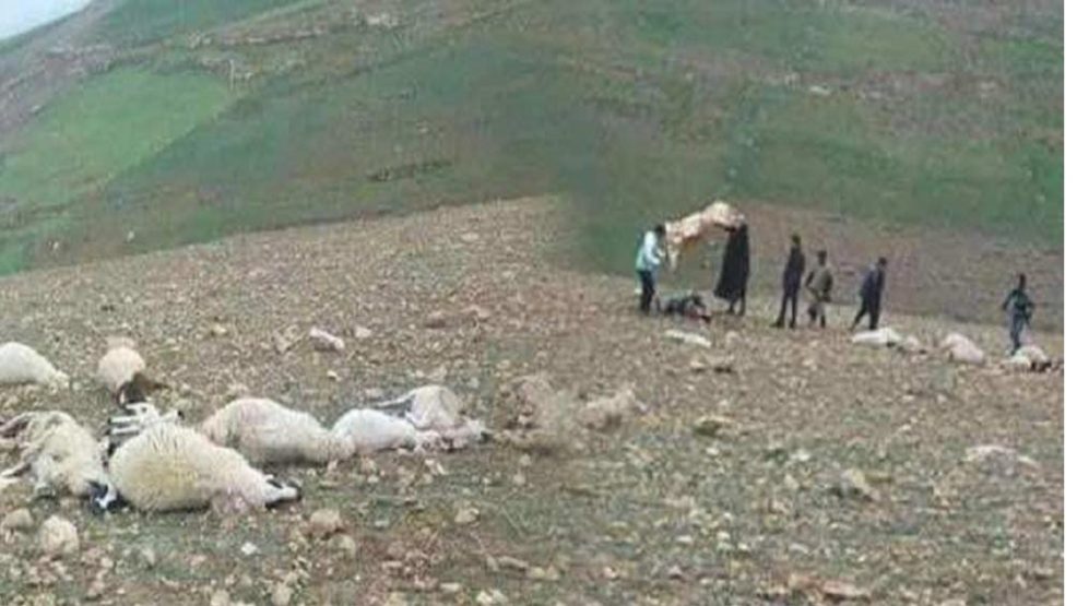 صفرو…نفوق عدد من رؤوس الأغنام بسبب أمطار رعدية