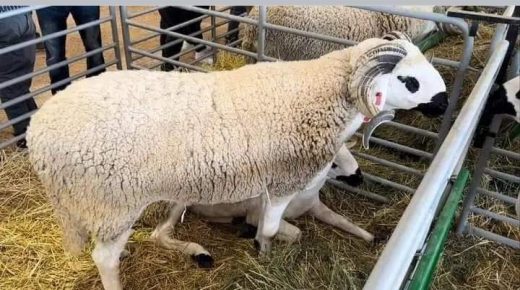 عيد الأضحى: المواطن بين مطرقة العوز وسندان الغلاء !!!