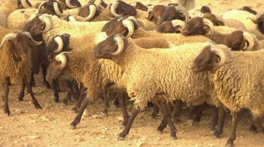 أزيد من نصف مليون رأس من الماشية موجهة لعيد الأضحى بجهة الشرق