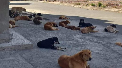 إبن أحمد..الكلاب الضالة تنتشر و تقلق راحة الساكنة