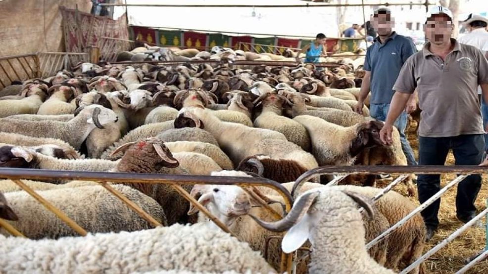 بمناسبة عيد الأضحى حوالي 900 ألف رأس من الماشية موجهة للذبح بجهة فاس مكناس