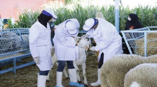 “أونسا” يحدث خلية لمراقبة أضاحي العيد على بعد أقل من أسبوع واحد من عيد الأضحى