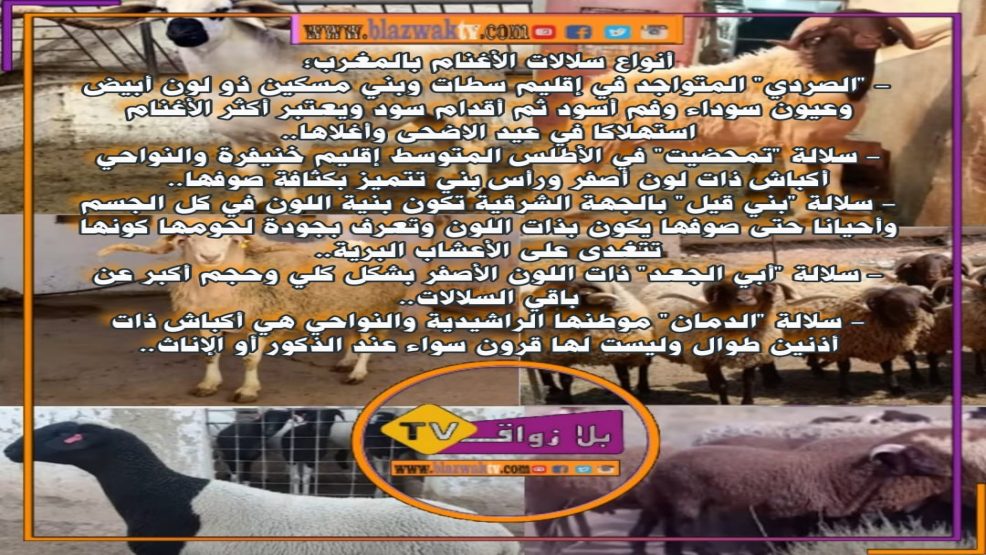 هذه أنواع سلالات الأغنام بالمغرب