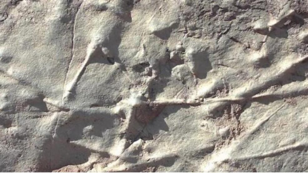 اكتشاف آثار كائنات حية يعود تاريخها إلى حوالي 539 مليون سنة بجبال الأطلس الصغير١