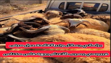 برلماني يسائل وزير الفلاحة حول مرض فيروسي يصيب الأغنام بجهة فاس مكناس