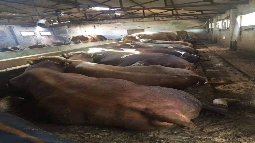 الحكومة توقف دعم استيراد الأبقار والأغنام المعدة الذبح