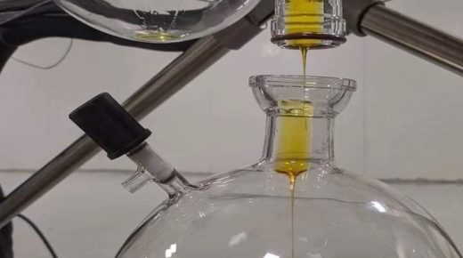 المغرب يقوم بإجراء أولى الاختبارات على استخلاص زيت القنب الهندي