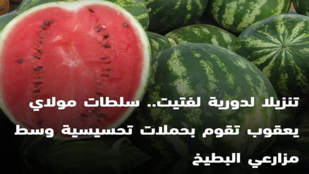 مولاي يعقوب ..السلطات تشرع في تحسيس مزارعي البطيخ تفعيلا لدورية وزير الداخلية