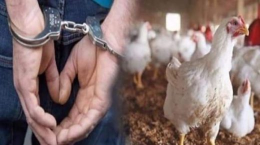 ضبط أطنان فضلات دواجن لتغذية الأغنام بخنيفرة