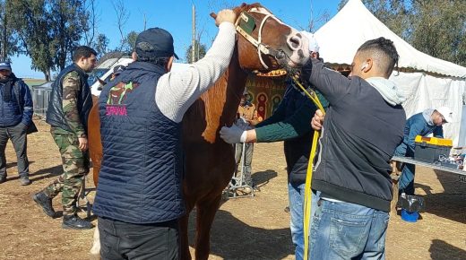 حد السوالم..إقبال ملحوظ على حملة تلقيح الأحصنة