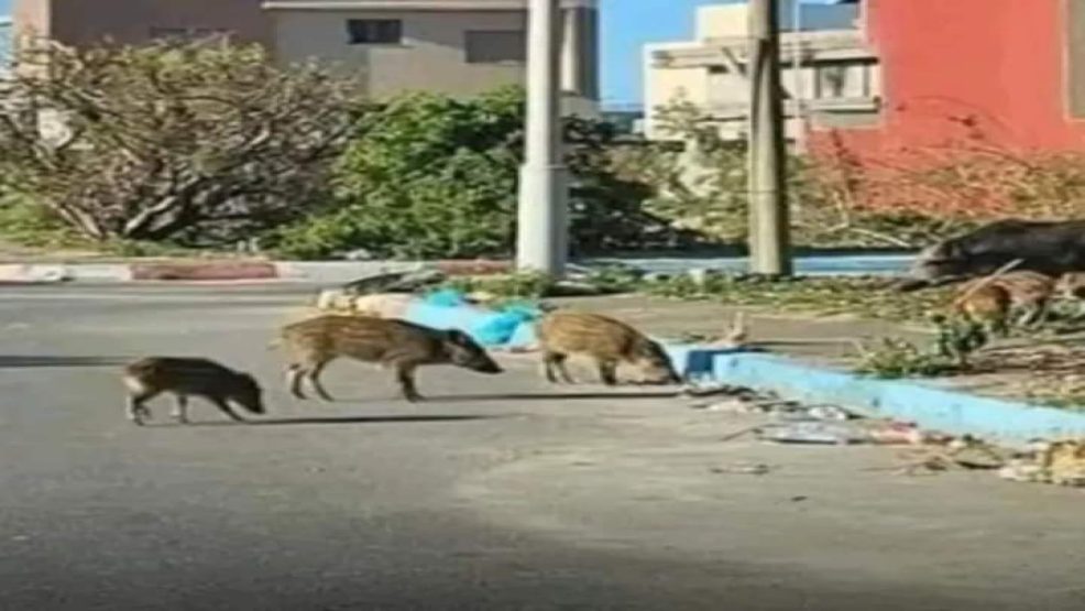 الصويرة ..خنازير برية تغزو شوارع المدينة