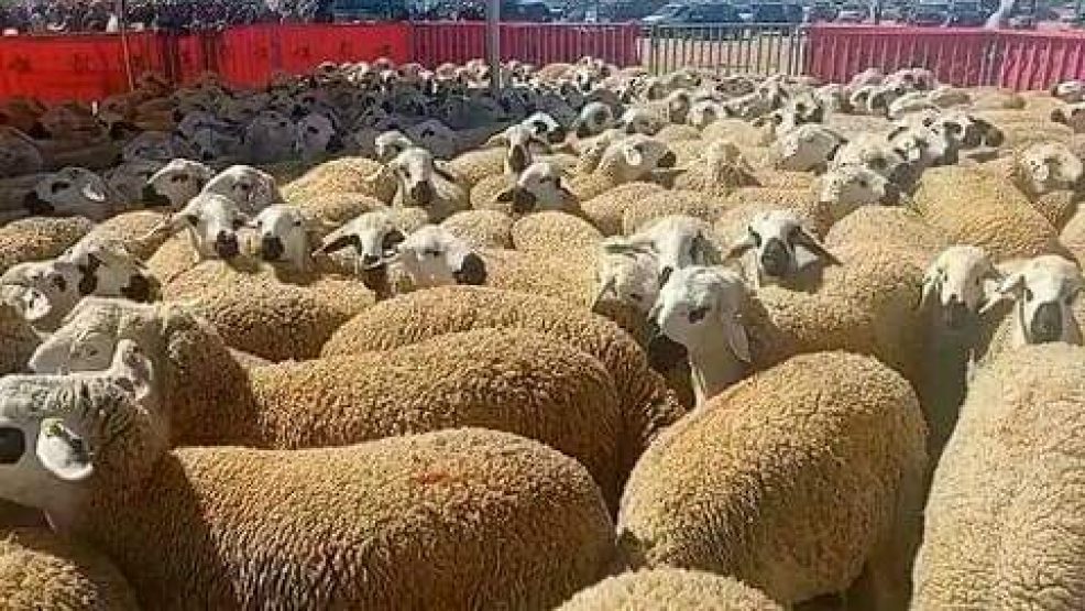 عملية نوعية للدرك الملكي  بني ملال  تفضح عصابة سرقة المواشي باولاد يعيش باعتقال عنصر خطير وحجز 40  رأس غنم