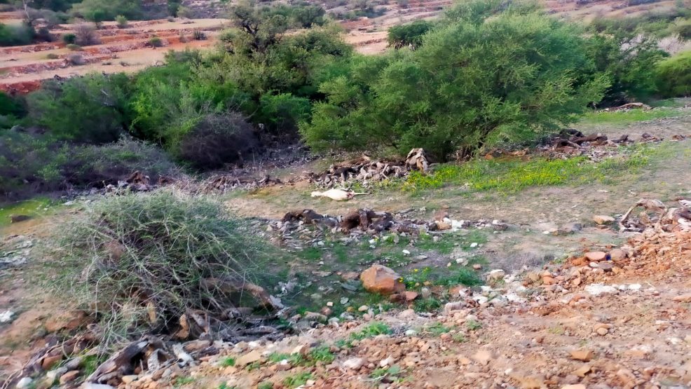 تيزنيت..هل ستنجح سلطات “آيت احمد” في رفع ضرر الرعي الجائر على ساكنة تيمزݣو والنواحي؟