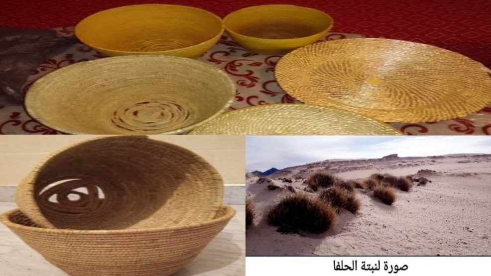 “الحلفاء” نبتة بمنطقة سيدي بوبكر… بين أيدي الإنسان وأسنان الحيوان