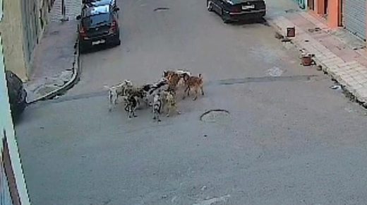 ظاهرة الكلاب الضالة في مدينة الجديدة، خطر يهدد السكان