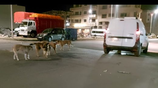 حد السوالم..الكلاب الضالة تغزوا شوارع المدينة وغياب دورالمسؤول!