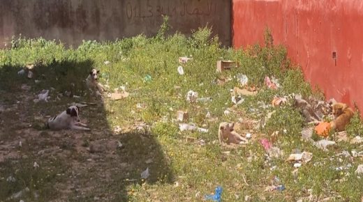 انتشار الكلاب الضالة ومعظلة النفايات في سيدي موسى: نداء من السكان للسلطات المحلية