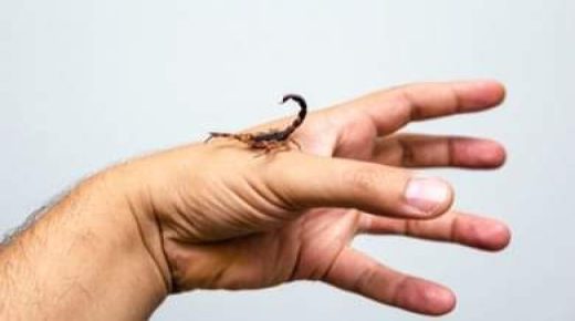 لسعة عقرب تنهي حياة طفل داخل مستشفى سيدي محمد بن عبد الله بالصويرة