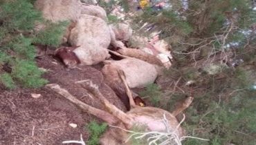 صفرو .. صاعقة تقضي على 54 رأس غنم بجماعة تازوطة