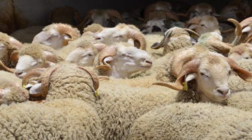 الحكومة تؤكد :أضاحي العيد متوفرة والعرض يفوق الطلب  بكثير