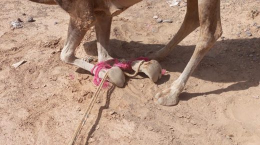 ملاك ورعاة الإبل في بني تدجيت يطالبون بحل مشكلة حجز قطعانهم من قبل أصحاب الضيعات الفلاحية